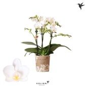 Фаленопсис 3 ствола Norway 40+ d9 см h40 см