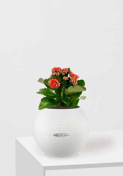 Каланхоэ микс 12/30 см в PURO 20