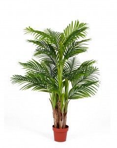 Пальма Арека Катеху