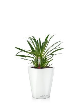 Пахиподиум Ламера 9/18 см в MINI DELTINI 10, белый блестящий