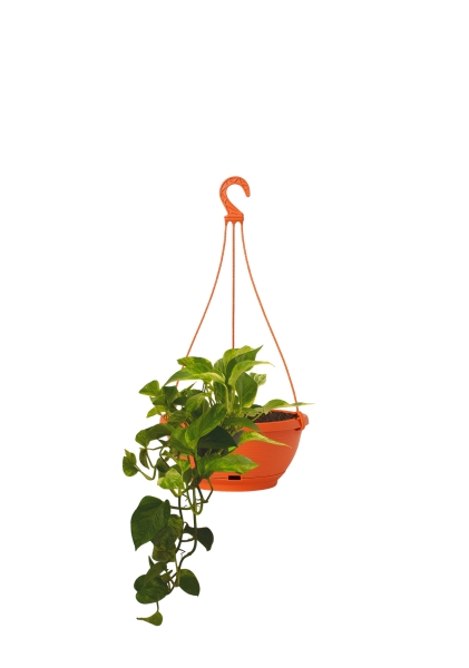 Сциндапсус Марбл Квин подвесной 15/45 см Сциндапсус Марбл Квин подвесной 15/45 см