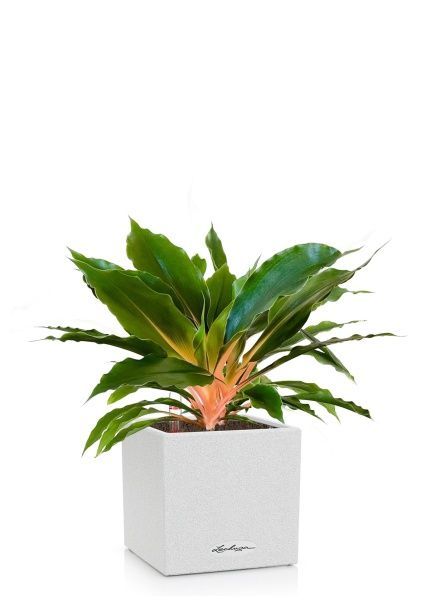 Хлорофитум Фаер Флеш в CANTO STONE 14