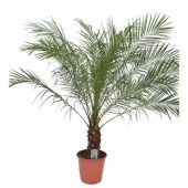 Финик Робелини d24 см h135 см Финик Робелини d24 см h135 см