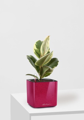 Фикус Эластика Тинеке 12/35 см в CUBE GLOSSY KISS 14