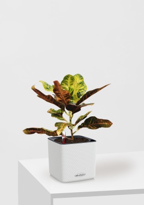 Кротон (Кодиеум) Миссис Айстон 14/50 см в CUBE COLOR 16 Кротон (Кодиеум) Миссис Айстон 14/50 см в CUBE COLOR 16