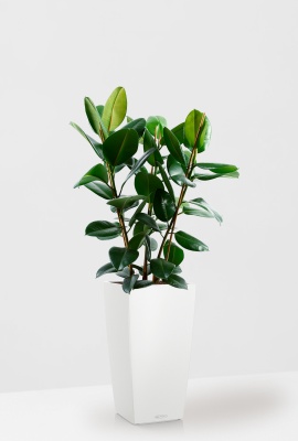 Фикус Эластика Робуста CUBICO 30/130 см, белый