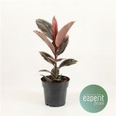 Фикус Эластика Бейлиз d17 см h55 см