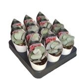 Котиледон суккулент Undulata d6.5 см h8 см Котиледон суккулент Undulata d6.5 см h8 см