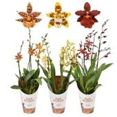 Орхидея Камбрия 3 ствола микс d12 см h50 см Орхидея Камбрия 3 ствола микс d12 см h50 см