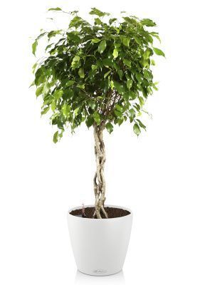 Фикус Экзотика косичка CLASSICO 35/150 см, белый Фикус Экзотика косичка CLASSICO 35/150 см, белый