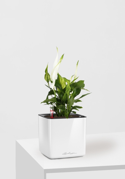 Спатифиллум 9/30 см в CUBE GLOSSY 14 Спатифиллум 9/30 см в CUBE GLOSSY 14