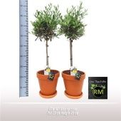 Олива европейская d25 см h90 см