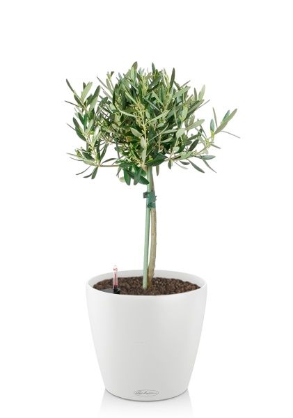 Олива на стволе в CLASSICO COLOR 21