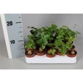 Диоскорея Элефант d5.5 см h5 см тип 1 Диоскорея Элефант d5.5 см h5 см тип 1