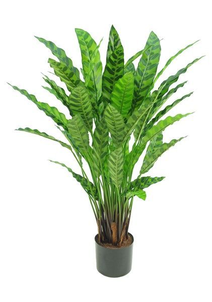 Растение искусственное в кашпо "Калатея", H82 см, 55 веток