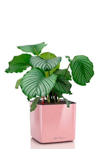 Калатея Орбифолия 12/40 см в CUBE GLOSSY KISS 14