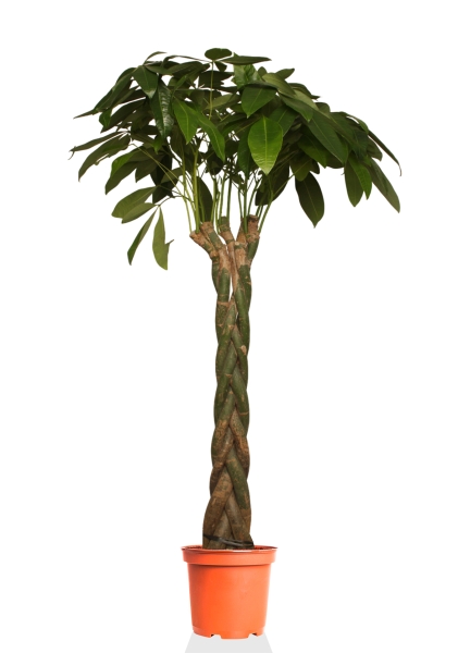 Пахира 27/170 см