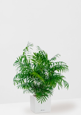 Хамедорея Элеганс 20/100 см в CANTO STONE LOW 30, песочный белый Хамедорея Элеганс 20/100 см в CANTO STONE LOW 30, песочный белый