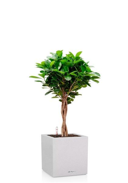 Фикус Моклейм 21/90 см в CANTO STONE LOW 30 Фикус Моклейм 21/90 см в CANTO STONE LOW 30
