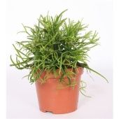 Рипсалис Бацифера Cassutha Oasis d9 см h15 см тип 1