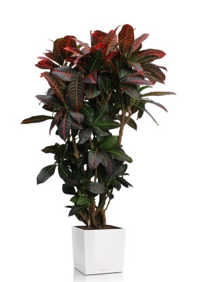 Кротон (Кодиеум) Петра 31/130 см в CUBE 40