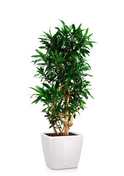 Драцена Песнь Ямайке 32/110 см в QUADRO LS 43