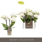 Фаленопсис 4 ствола Optifriend Sandra d7 см h25 см Фаленопсис 4 ствола Optifriend Sandra d7 см h25 см