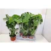 Монстера Делициоза d17 см h60 см тип 1