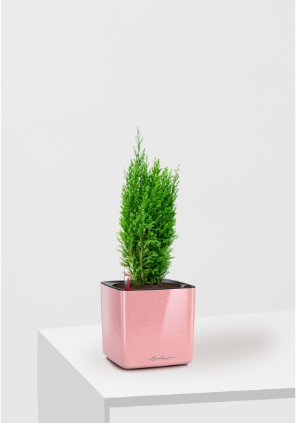 Кипарисовик микс 9 см в CUBE GLOSSY KISS 14