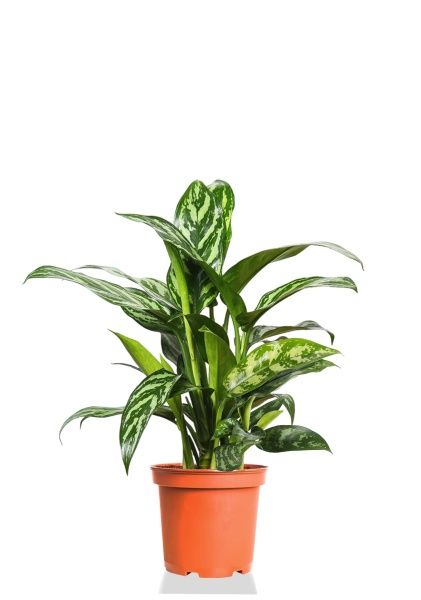 Аглаонема Мария 15/35 см