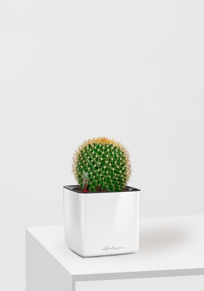 Кактус Маммиллярия Полителе 12/20 см в CUBE GLOSSY 14 Кактус Маммиллярия Полителе 12/20 см в CUBE GLOSSY 14