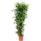 Драцена Суркулоза d40 см h185 см