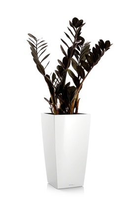 Замиокулькас Равен 17/70 см в CUBICO 22, белый блестящий Замиокулькас Равен 17/70 см в CUBICO 22, белый блестящий