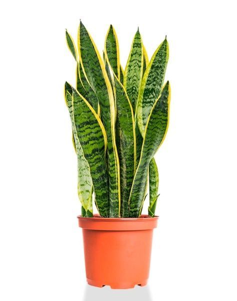 Сансевиерия Лауренти 17/55 см Сансевиерия Лауренти 17/55 см