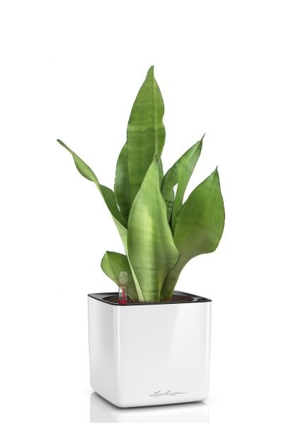 Сансевиерия Муншайн в CUBE GLOSSY 14