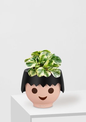 Пеперомия Биколор 12/20 см в OJO