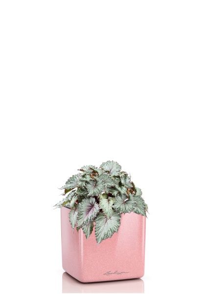 Бегония Белиф Хавайн Сильвер 13/25 см в CUBE GLOSSY KISS 14