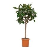 Фикус Эластика Робуста d40 см h180 см