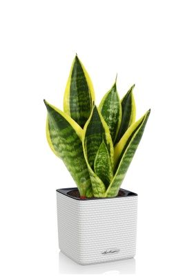 Сансевиерия Футура Суперба в CUBE COLOR 14, белый Сансевиерия Футура Суперба в CUBE COLOR 14, белый