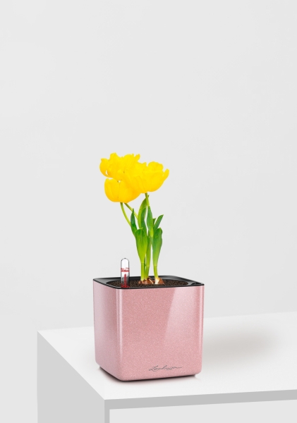 Тюльпан 7/15 см в CUBE GLOSSY KISS 14 