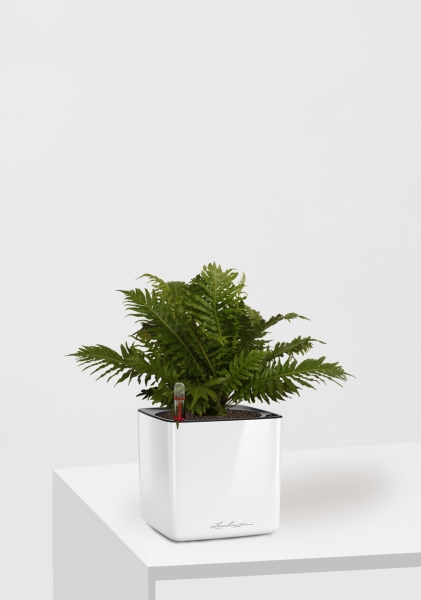 Блехнум 12/30 см в CUBE GLOSSY 14