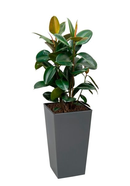 Фикус Эластика Робуста 3 ствола 35/200 см в LAMELA Finezja 40x40 Фикус Эластика Робуста 3 ствола 35/200 см в LAMELA Finezja 40x40