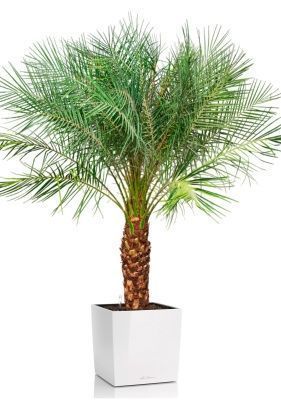 Финиковая пальма Робилини в CUBE 40, белый блестящий Финиковая пальма Робилини в CUBE 40, белый блестящий