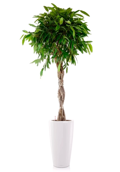 Фикус Амстел Кинг переплетенный 30/140 см в RONDO 40 Фикус Амстел Кинг переплетенный 30/140 см в RONDO 40