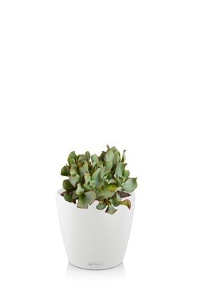 Крассула Ундулатифолия 12/20 см в CLASSICO COLOR 18, белый