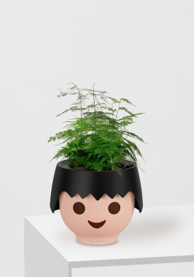 Аспарагус Плюмосус 12/30 см в OJO