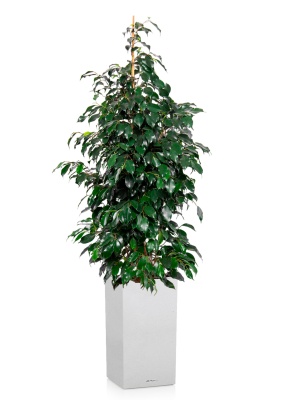 Фикус Бенджамина Даниэль 27/120 см в CANTO STONE HIGH 30 Фикус Бенджамина Даниэль 27/120 см в CANTO STONE HIGH 30