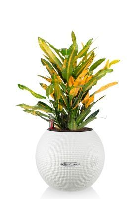 Кротон Санни в CUBE COLOR 14, белый Кротон Санни в CUBE COLOR 14, белый