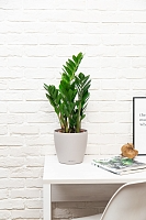 Замиокулькас 21/90 в CUBICO 30 Замиокулькас 21/90 в CUBICO 30