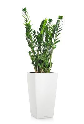 Замиокулькас 21/110 в CUBICO Color 30, белый